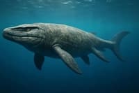 Mosasaurus